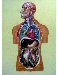 Organele interne
