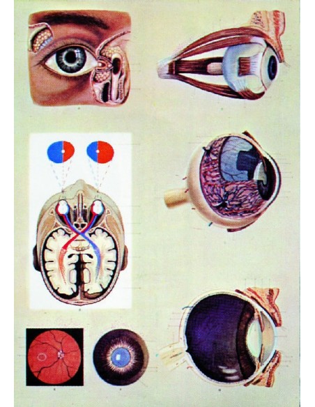 Ochiul uman - fiziologia vederii