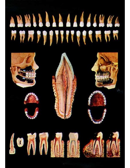 Dantura sanatoasa si bolnava