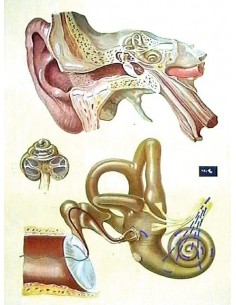 Urechea umana - fiziologia auzului