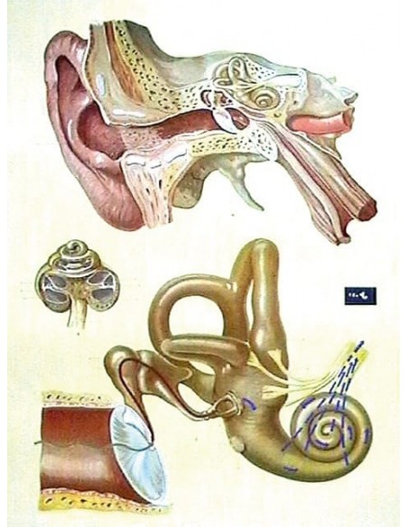 Urechea umana - fiziologia auzului