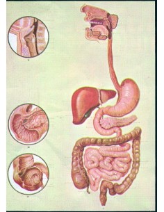 Sistemul digestiv