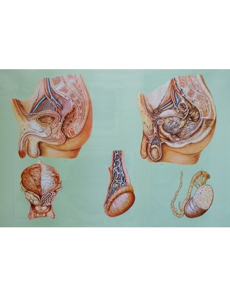 Organele bazinului la barbat