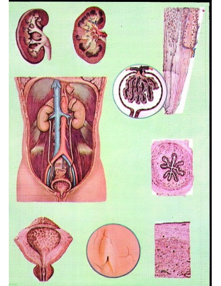 Sistemul excretor si aparatul renal