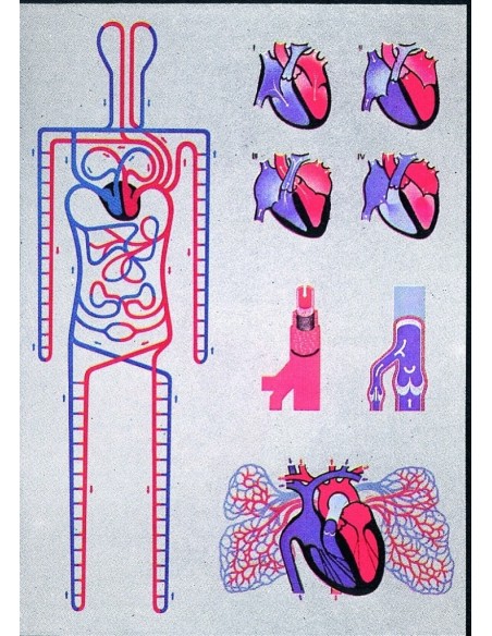 Circulatia sistemica si pulmonara