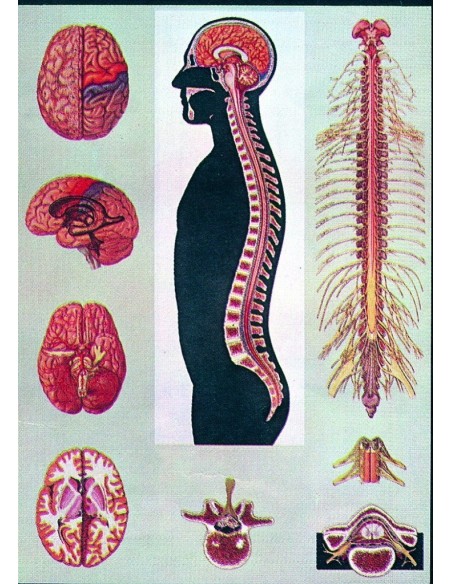 Creierul si maduva spinarii