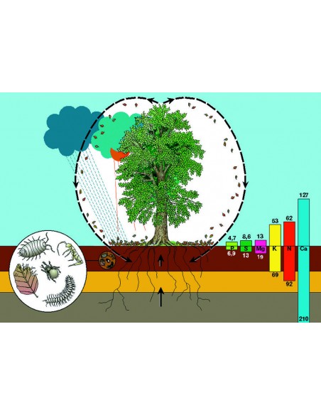 Circuitul elementelor în natura