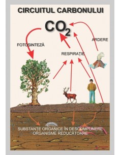 Circuitul carbonului