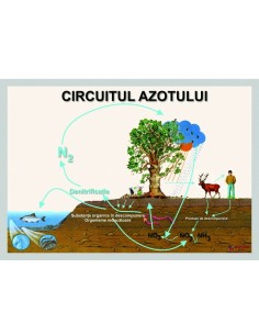 Circuitul azotului