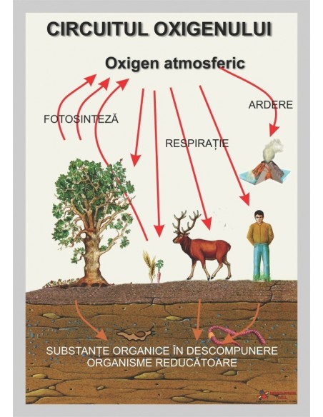 Circuitul oxigenului
