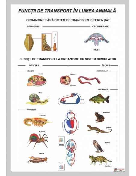 Functii de transport în lumea animala
