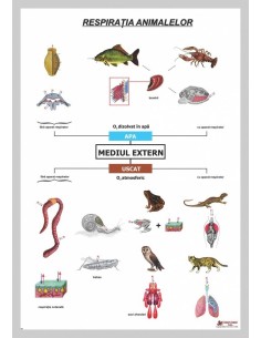 Respiratia animalelor