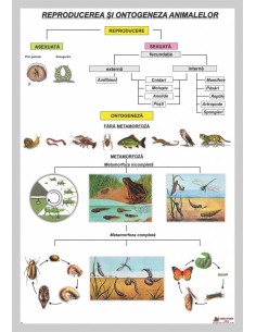 Reproducerea si ontogeneza animalelor