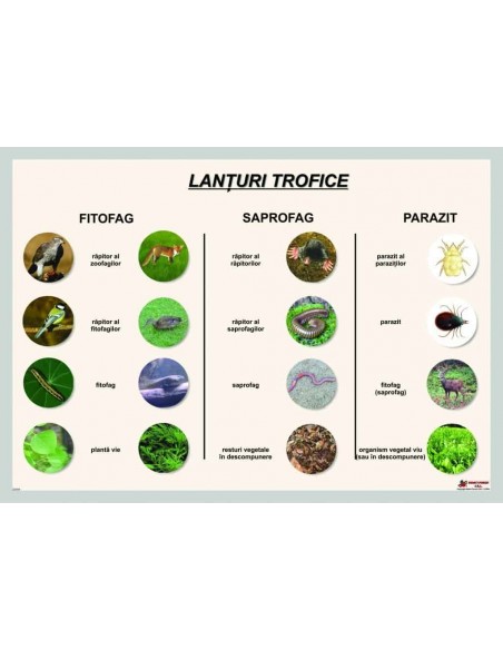 Lanturi trofice