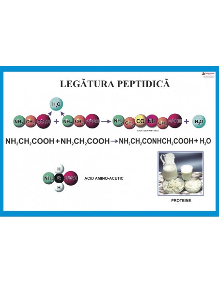 Legatura peptidica
